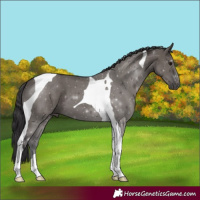 Horse Color:Smoky Grullo Tobiano