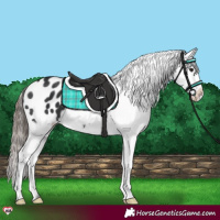 Horse Color:Black Appaloosa 