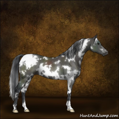 Horse Color:White Spotted Black 