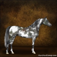 Horse Color:White Spotted Black