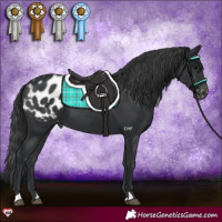 Horse Color:Black Appaloosa
