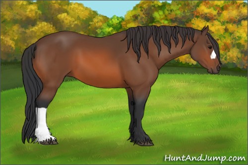 Horse Color:Bay 