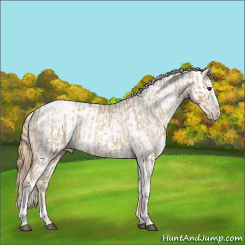 Horse Color:Red Dun Splash Tobiano Appaloosa  and Red Dun Appaloosa 