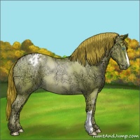Horse Color:Buckskin Ice Roan Pearl Appaloosa Rabicano 