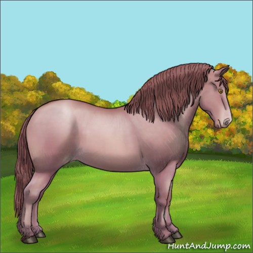 Horse Color:Bay Pearl