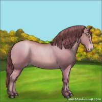 Horse Color:Bay Pearl 