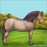 Horse Color:Bay Roan Pearl 