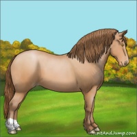 Horse Color:Bay Pearl 