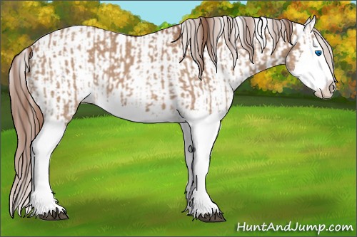 Horse Color:Red Dun Splash  and Red Dun Splash 