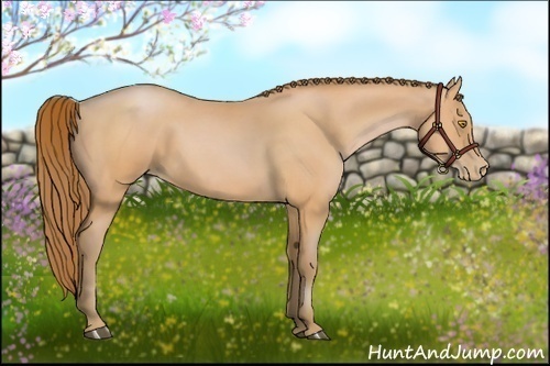 Horse Color:Bay Pearl 