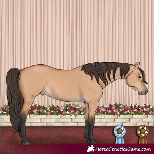 Horse Color:Bay Dun 