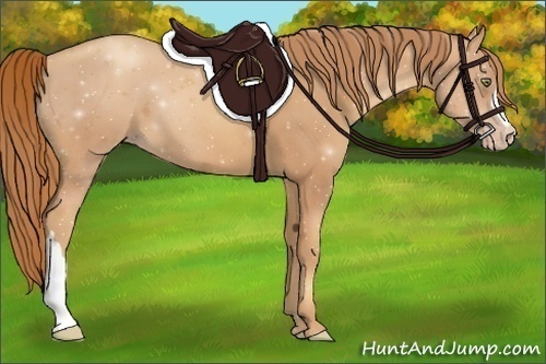 Horse Color:Gold Champagne