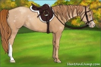 Horse Color:Gold Champagne 