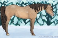 Horse Color:Amber Champagne 