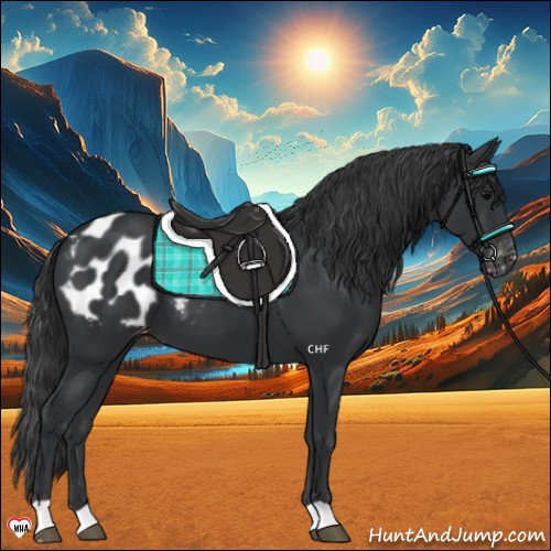 Horse Color:Black Appaloosa 