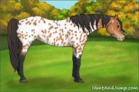 Horse Color:Bay Appaloosa 