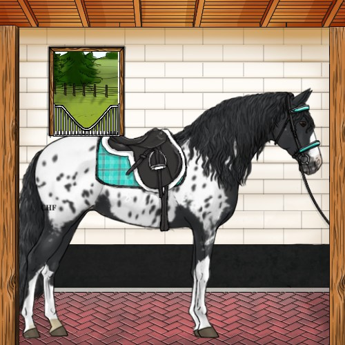 Horse Color:Black Near Leopard