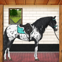 Horse Color:Black Near Leopard 