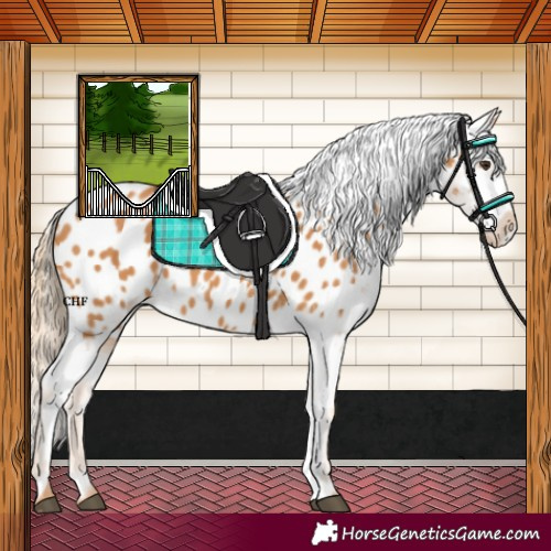 Horse Color:Chestnut Appaloosa 