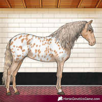 Horse Color:Chestnut Appaloosa 