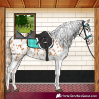 Horse Color:Chestnut Appaloosa