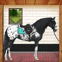 Horse Color:Black Appaloosa 