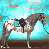Horse Color:Bay Appaloosa 