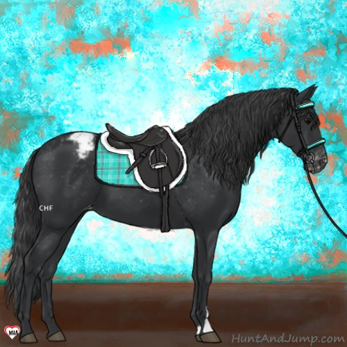Horse Color:Black Appaloosa 