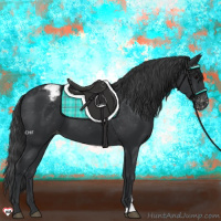 Horse Color:Black Appaloosa 