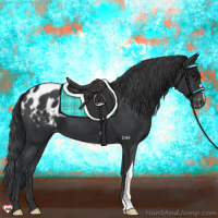 Horse Color:Black Appaloosa 