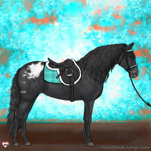 Horse Color:Black Appaloosa 