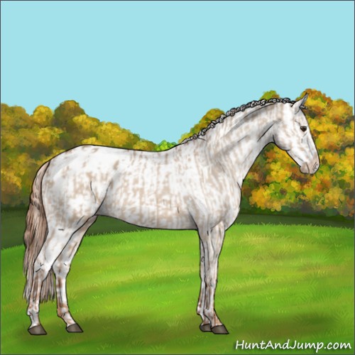 Horse Color:Red Dun Appaloosa  and Red Dun Splash Appaloosa 