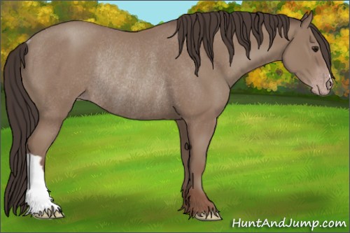 Horse Color:Classic Champagne Rabicano 