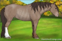 Horse Color:Classic Champagne Rabicano
