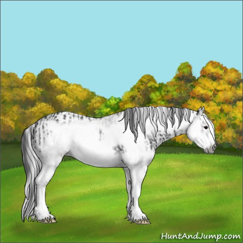 Horse Color:Black Splash Frame  and Gray Black Splash Frame 