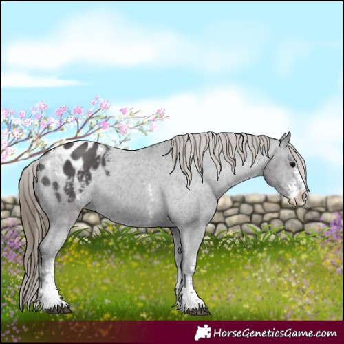 Horse Color:Smoky Black Sabino Appaloosa