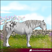 Horse Color:Smoky Black Sabino Appaloosa 