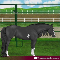 Horse Color:Black 