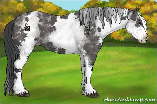 Horse Color:White Spotted Black