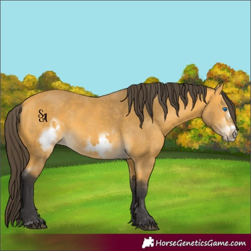 Horse Color:Buckskin Sabino Frame
