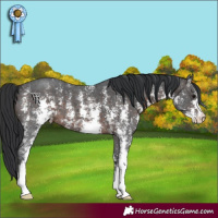 Horse Color:Brown Sabino 