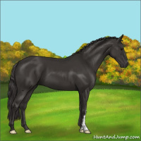 Horse Color:Smoky Black 