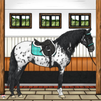 Horse Color:Black Appaloosa 