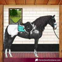 Horse Color:Black Near Fewspot 