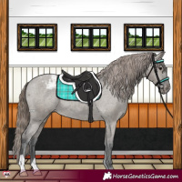 Horse Color:Grullo Appaloosa Rabicano 