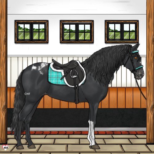 Horse Color:Black Appaloosa 