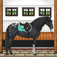 Horse Color:Black Appaloosa