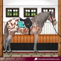 Horse Color:Bay Appaloosa 