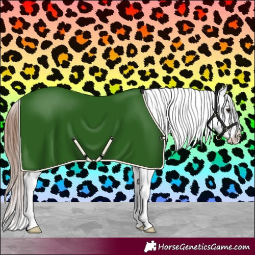 Horse Color:Brown Appaloosa 