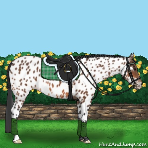 Horse Color:Bay Near Leopard 